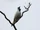 Bare-throated Bellbird