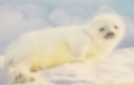 Born to be Wild Harp Seal