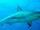 Caribbean Reef Shark