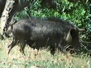 Jet Set Wildlife (1984)
