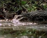 Jungle River (1995)