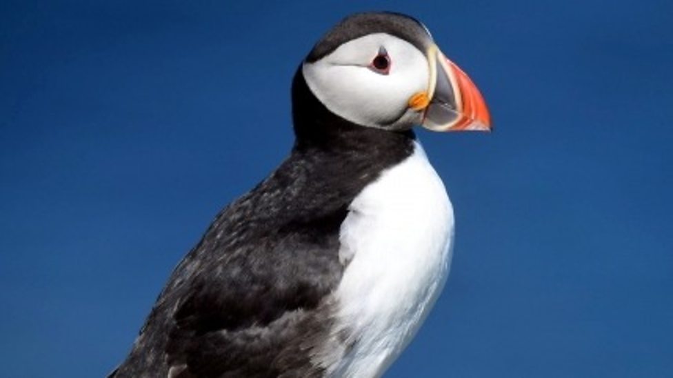 Puffins, Nature