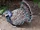 Bornean Peacock-pheasant