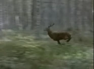 Savage Man, Savage Beast (1975)