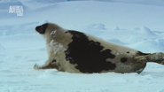 Wildest Arctic (2012)