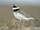 Common Ringed Plover