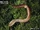 Common Earthworm