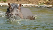 Africa's Hidden Wonders (2020)