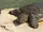 African Softshell Turtle