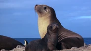 Baby Animals in the Wild (2015)
