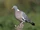 Common Wood Pigeon