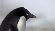 Frozen Planet (2011)