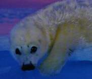 NG Oceanpedia Harp Seal