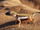 Petrie's Gecko