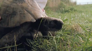 Supernatural: The Unseen Powers of Animals (1999)