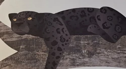 Black Jaguar | NatureRules1 Wiki | Fandom