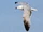 Audouin's Gull