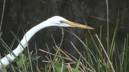 Adventure Everglades (2012)