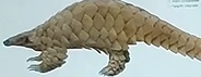 All the Mammals of the World Indian Pangolin.png (30 KB)