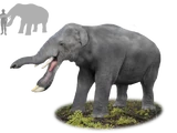Amebelodon