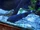 Black Ghost Knifefish