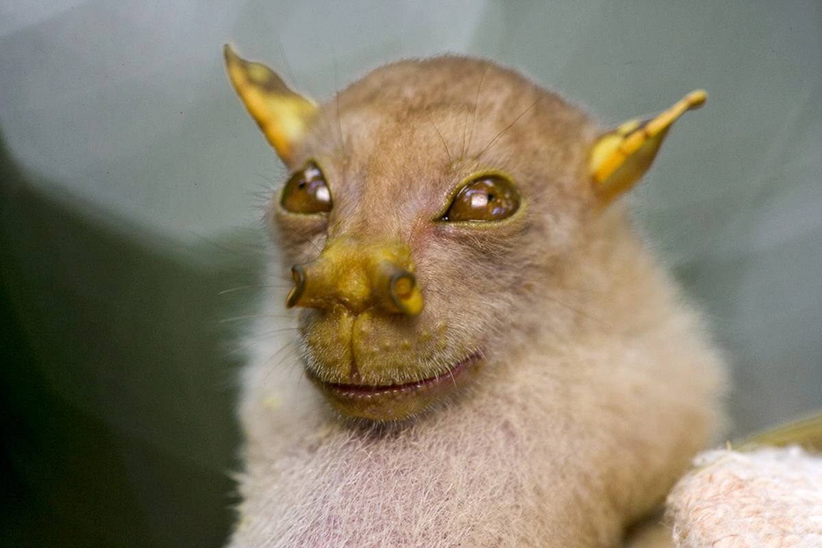 Eastern Tube-nosed Bat | NatureRules1 Wiki | Fandom