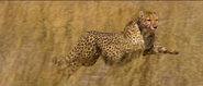 Living with Leopards (2024)