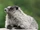 Alaska Marmot