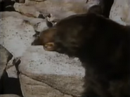 Minado the Wolverine (1965)