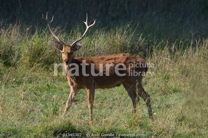 Barasingha: Jewel of Kanha