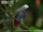 African Grey Parrot