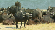 Cecil: The Legacy of a King (2020)