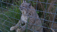 Animal Atlas (2004)