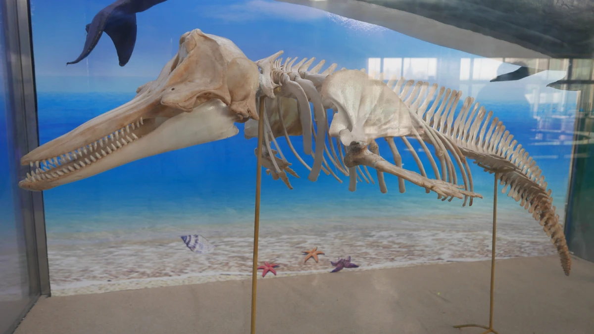 Melonheaded Whale NatureRules1 Wiki Fandom