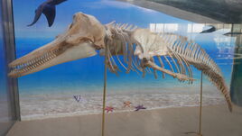 Melon-headed Whale