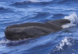 Pilot Whale, Long-finned