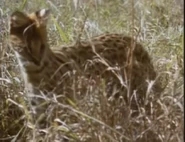 Really Wild Animals (1993-1998)