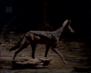 River of Sand (1984)