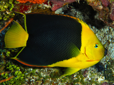 Rock beauty angelfish sales care