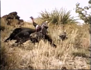 Run, Cougar, Run! (1972)