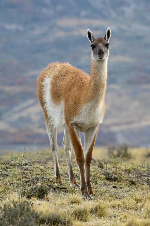 File:A Quechua girl and her Llama.jpg - Wikipedia