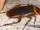 American Cockroach