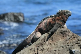 Amblyrhynchus cristatus (3838137696)