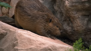 America's National Parks (2011)