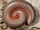 American Giant Millipede