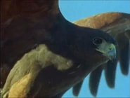 Eyewitness (1994-1997)