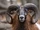 Armenian Mouflon