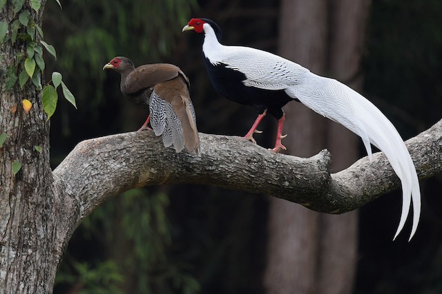 Silver Pheasant | NatureRules1 Wiki | Fandom