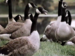 Canada goose valencia wiki shop