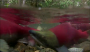 Wild Canada (2014)